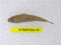藏品(明潭吻鰕虎)的圖片